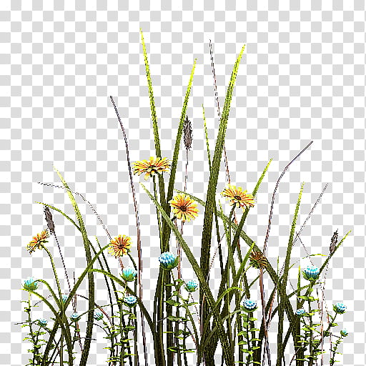 TESV Skyrim Mushroom Land XPS Xnalara, yellow-petaled flowers transparent background PNG clipart