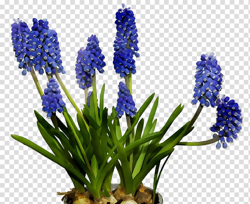 Flowers, English Lavender, Cut Flowers, Hyacinth, Bluebonnet, Grape Hyacinth, Plant, Delphinium transparent background PNG clipart