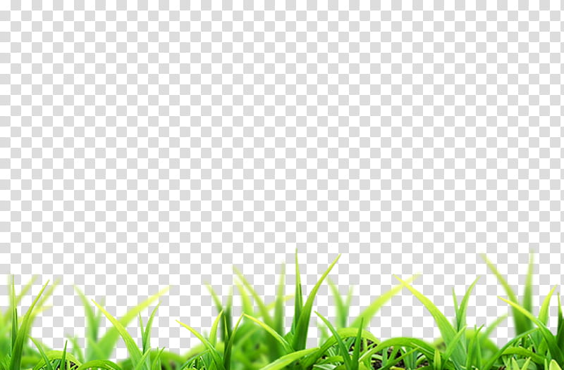 NATURE FREE , green-leafed grass illustration transparent background PNG clipart