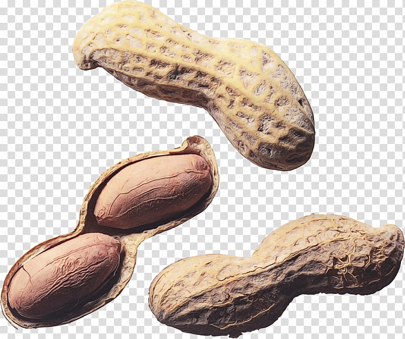 Family Tree, Peanut, Tree Nut Allergy, Peanut Allergy, Food, Nut Roast, Peanut Oil, Roasting transparent background PNG clipart