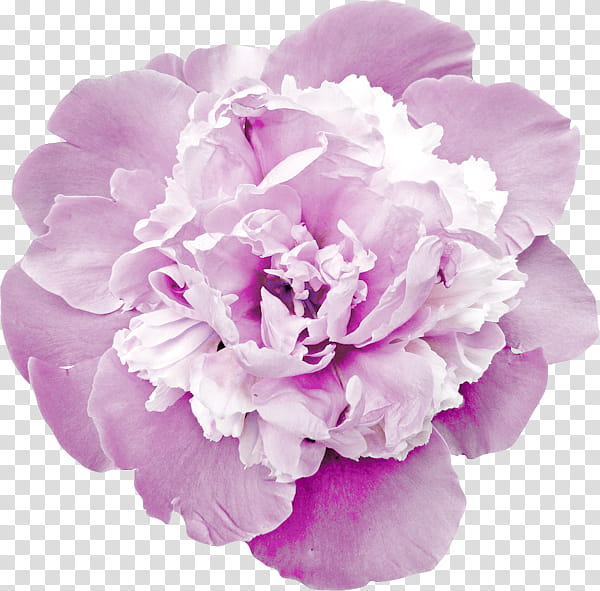 Black And White Flower, Peony, Garden Roses, Cut Flowers, Carnation, Pink Flowers, Blume, Floral Design transparent background PNG clipart