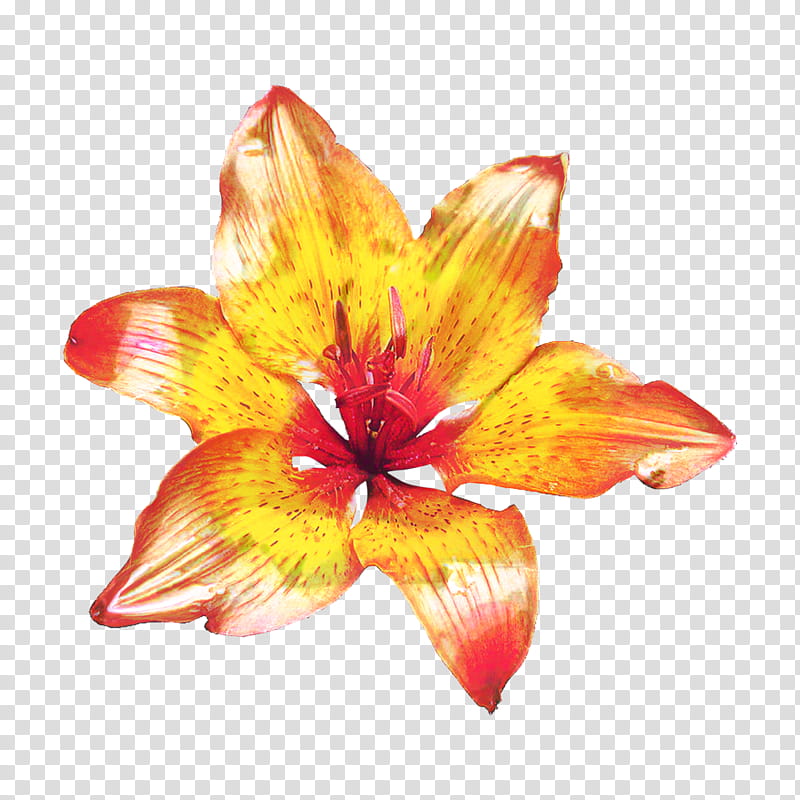 Lily Flower, Orange Lily, Jersey Lily, Orange Daylily, Tiger Lily, Cut Flowers, Plants, Plant Stem transparent background PNG clipart