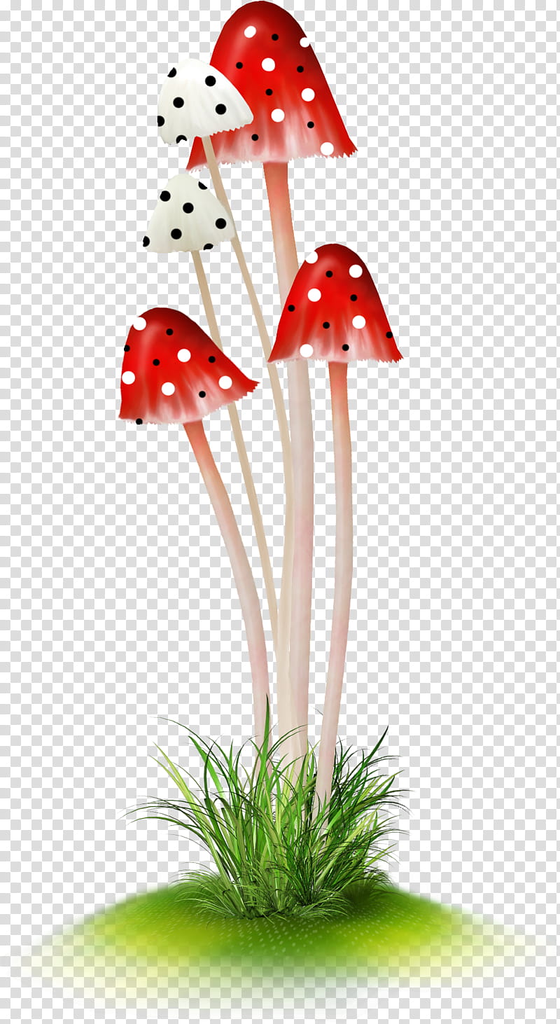 Flower Stem, Mushroom, Depositfiles, Blog, Author, School
, Animal, Dots Per Inch transparent background PNG clipart