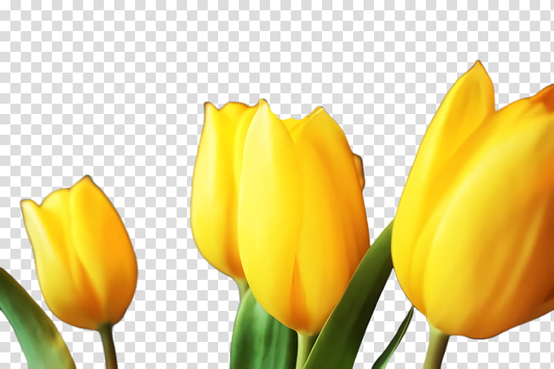 tulip yellow flower petal lady tulip, Plant, Flowering Plant, Bud, Closeup transparent background PNG clipart