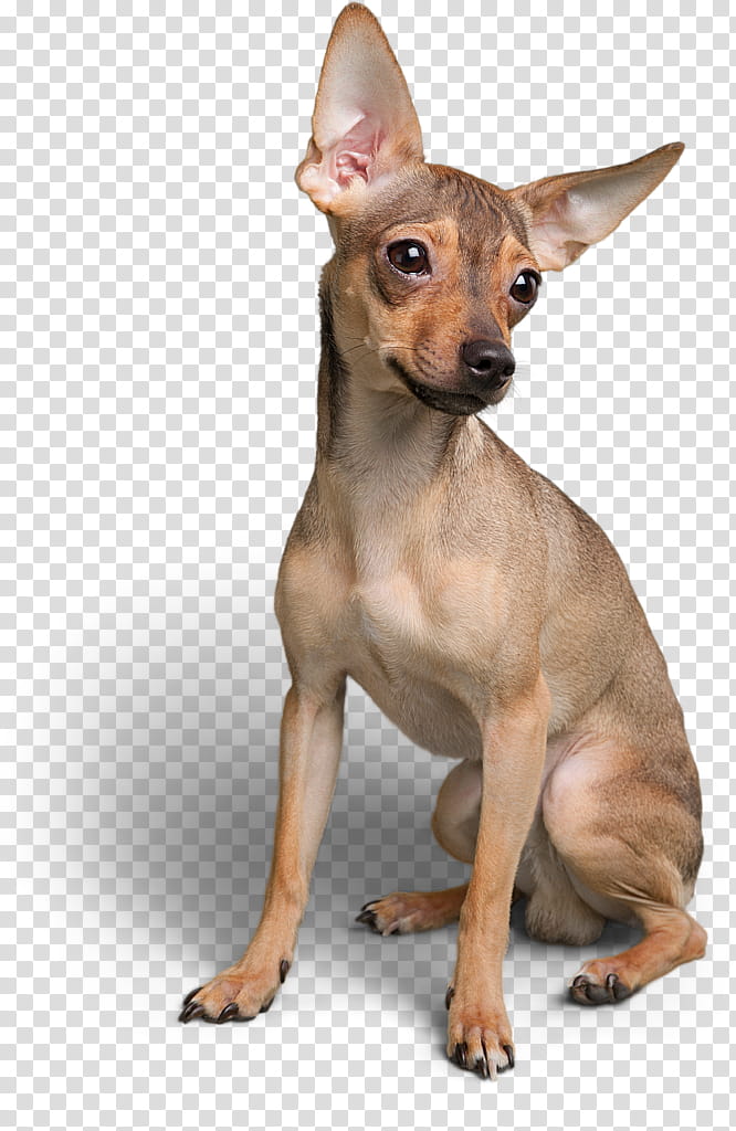 Fox, Miniature Pinscher, Russkiy Toy, Toy Fox Terrier, Chihuahua, Prague Ratter, English Toy Terrier, Companion Dog transparent background PNG clipart