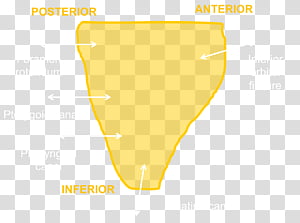 Line Yellow, Angle, Text, Area transparent background PNG clipart thumbnail