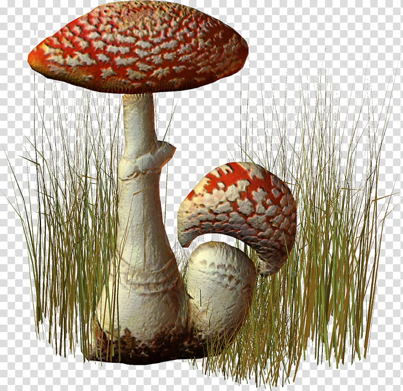 Mushroom, Edible Mushroom, Fungus, Agaricus, Medicinal Fungi, Agaricaceae, Bolete, Medicinal Mushroom transparent background PNG clipart
