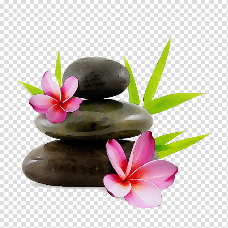 frangipani petal flower pebble plant, Watercolor, Paint, Wet Ink, Zen, Spa, Anthurium, Ikebana transparent background PNG clipart