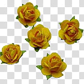 General Objects Brushes, six yellow roses transparent background PNG clipart
