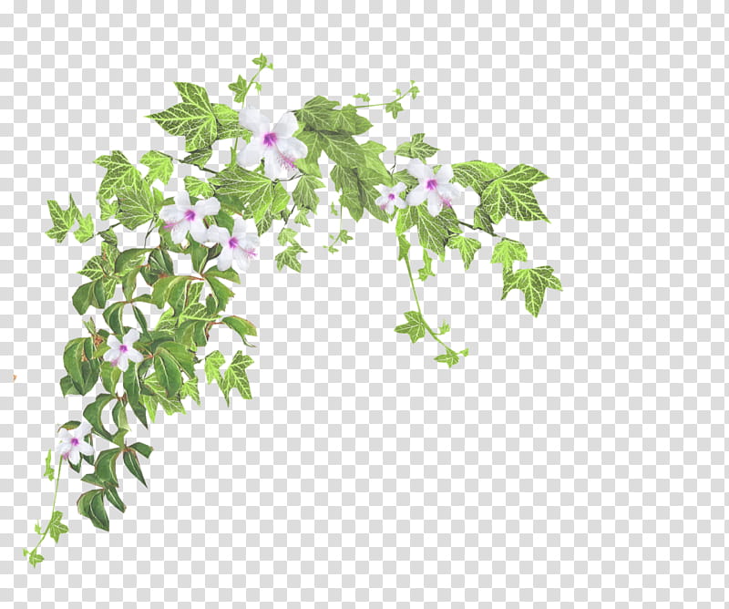 Ivy, Flower, Plant, Leaf, Parsley, Herb, Ivy Family transparent background PNG clipart