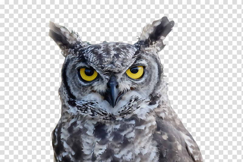 owl bird western screech owl bird of prey eastern screech owl, Watercolor, Paint, Wet Ink, Great Horned Owl, Beak, Wildlife transparent background PNG clipart