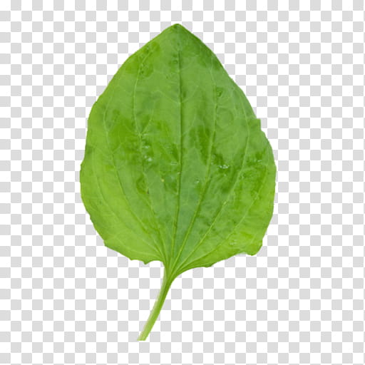 Leaf, Odor, Perillaldehyde, Plant, Herb transparent background PNG clipart