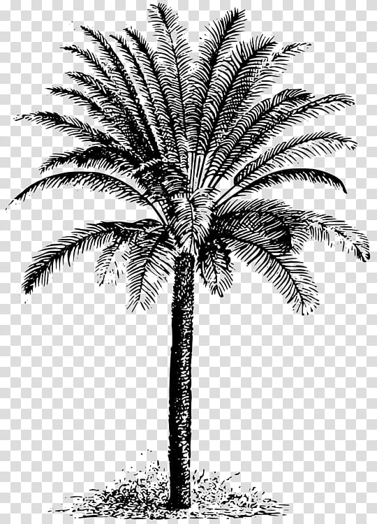 Coconut Tree Drawing, Palm Trees, Date Palm, Evergreen, Beach Towels, Plant, White, Arecales transparent background PNG clipart