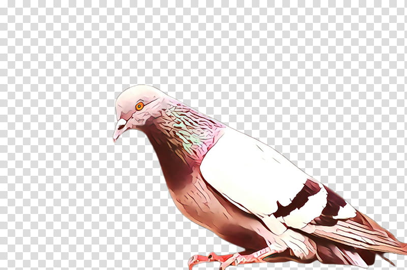 Feather, Cartoon, Bird, Pigeons And Doves, Rock Dove, Beak transparent background PNG clipart