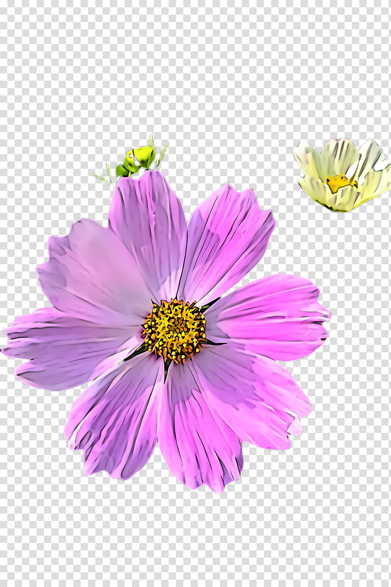 flower petal plant violet purple, Daisy Family, Cosmos, Garden Cosmos, Sulfur Cosmos transparent background PNG clipart
