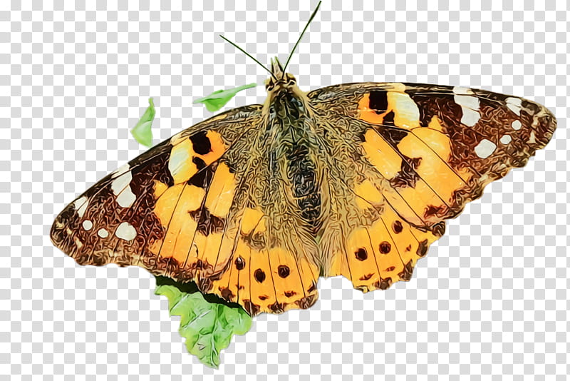 moths and butterflies butterfly cynthia (subgenus) insect brush-footed butterfly, Watercolor, Paint, Wet Ink, Cynthia Subgenus, Brushfooted Butterfly, Vanessa Cardui, Pollinator transparent background PNG clipart
