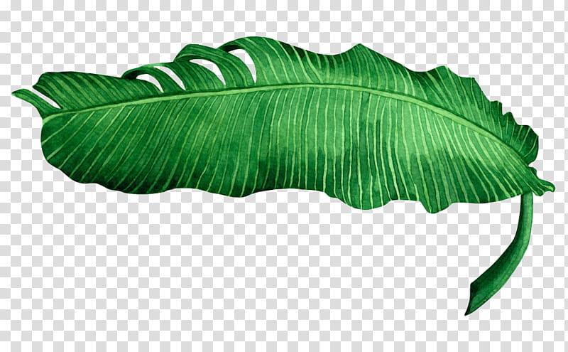 , banana leaf transparent background PNG clipart