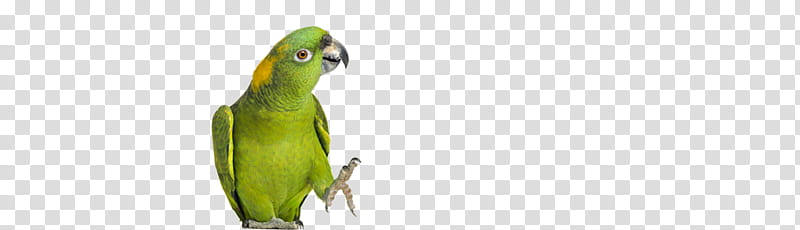 Bird Parrot, Macaw, Parakeet, Feather, Beak, Pet, Perico, Wing transparent background PNG clipart