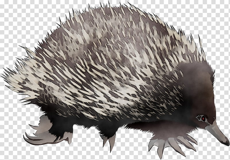 World, Domesticated Hedgehog, Echidna, Porcupine, Beak, Snout, Domestication, New World Porcupine transparent background PNG clipart