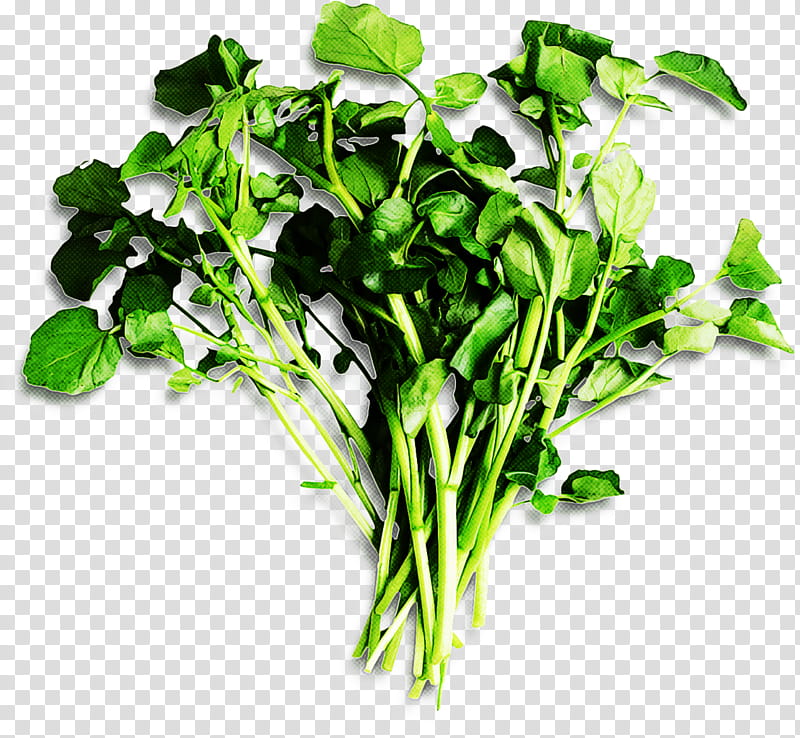 plant vegetable leaf vegetable flower herb, Food, Arugula, Choy Sum transparent background PNG clipart