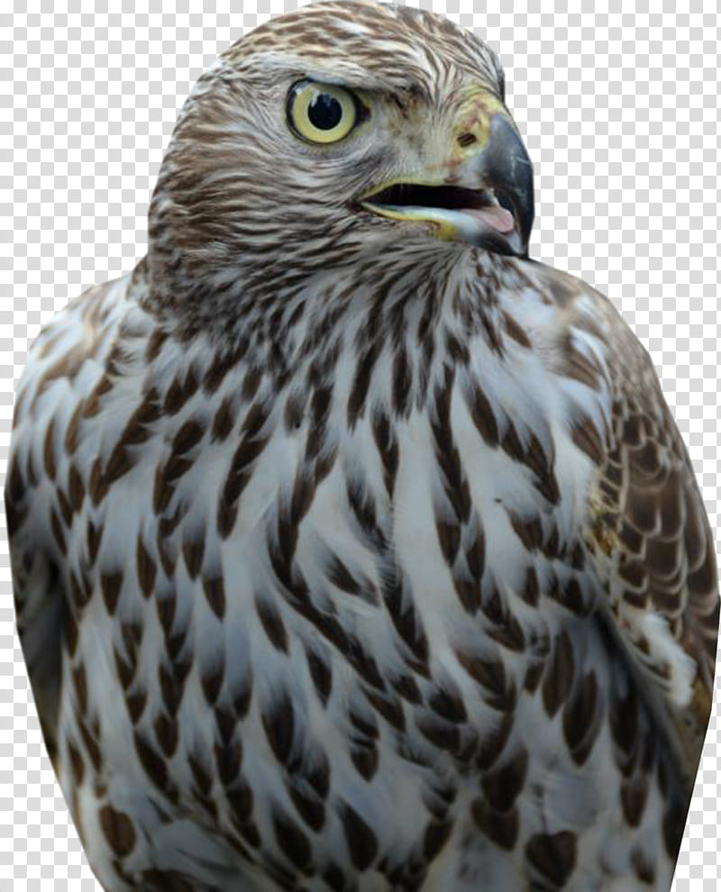 Falcon s, white and brown bird transparent background PNG clipart