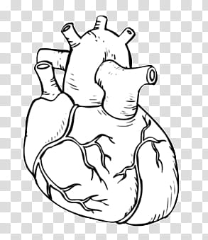 Doodles and Drawing , human heart illustration transparent background PNG clipart