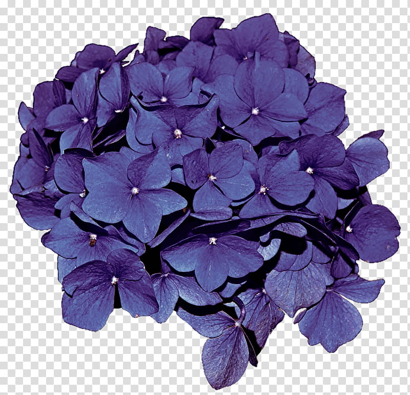 Deep Purple Hydrangea transparent background PNG clipart