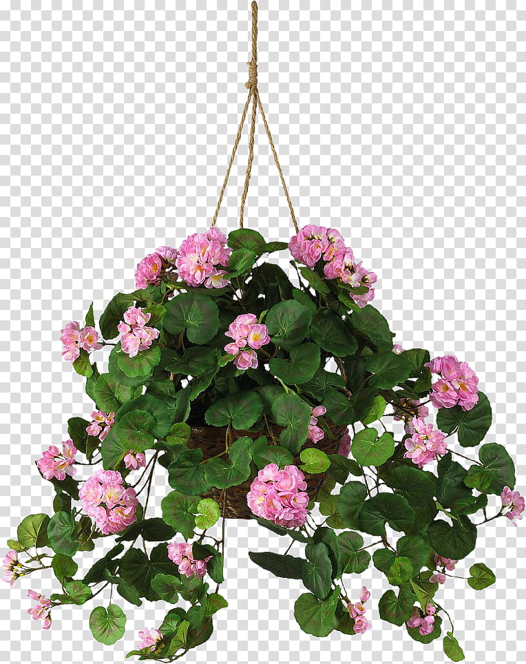 , pink geranium flowers on hanging planter transparent background PNG clipart