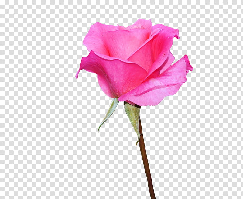 Pink Flower, Garden Roses, Cabbage Rose, Floribunda, White, Petal, Rose Family, Plant transparent background PNG clipart