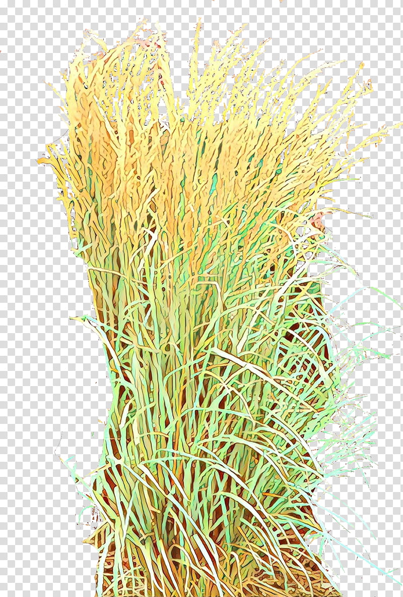 grass plant grass family flower chrysopogon zizanioides transparent background PNG clipart