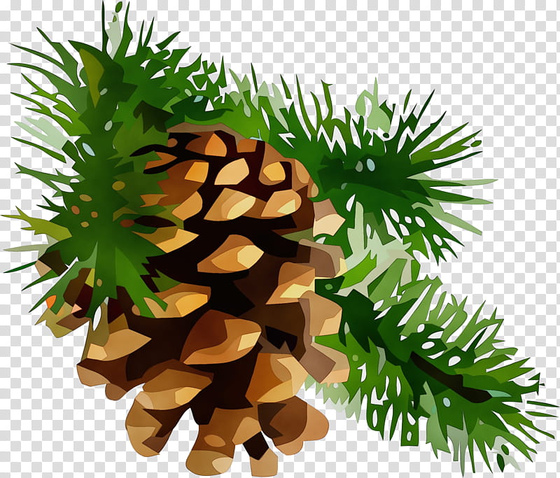 sugar pine columbian spruce yellow fir shortleaf black spruce jack pine, Watercolor, Paint, Wet Ink, White Pine, Oregon Pine, Colorado Spruce, Canadian Fir transparent background PNG clipart
