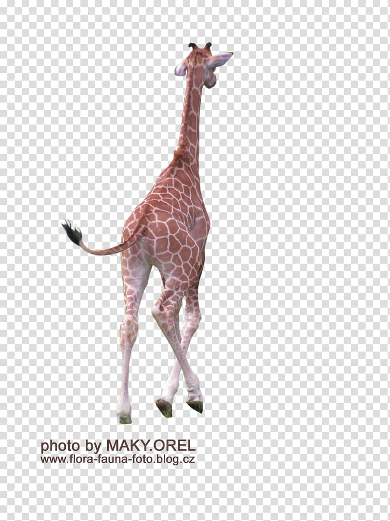 SET Giraffe baby, brown giraffe art transparent background PNG clipart