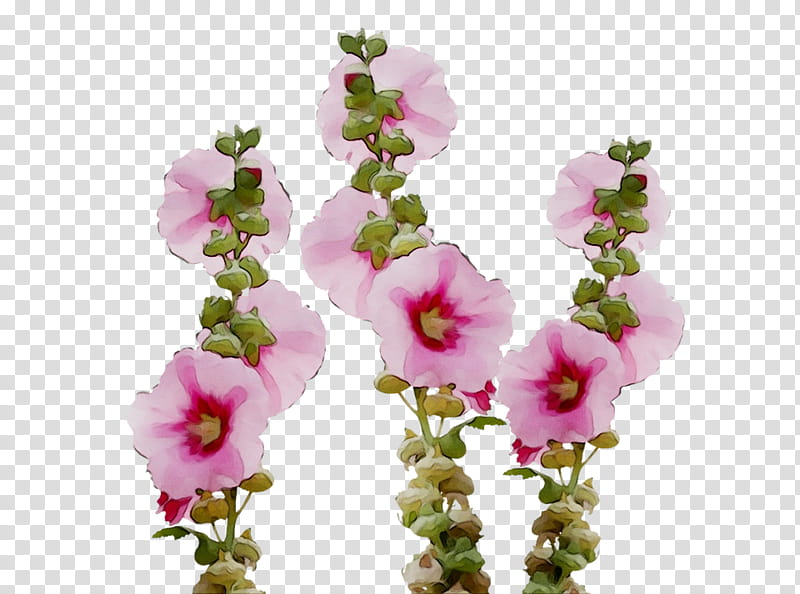 Sweet Pea Flower, Floral Design, Cut Flowers, Petal, Pink, Flower Bouquet, Rose, Pink Flowers transparent background PNG clipart