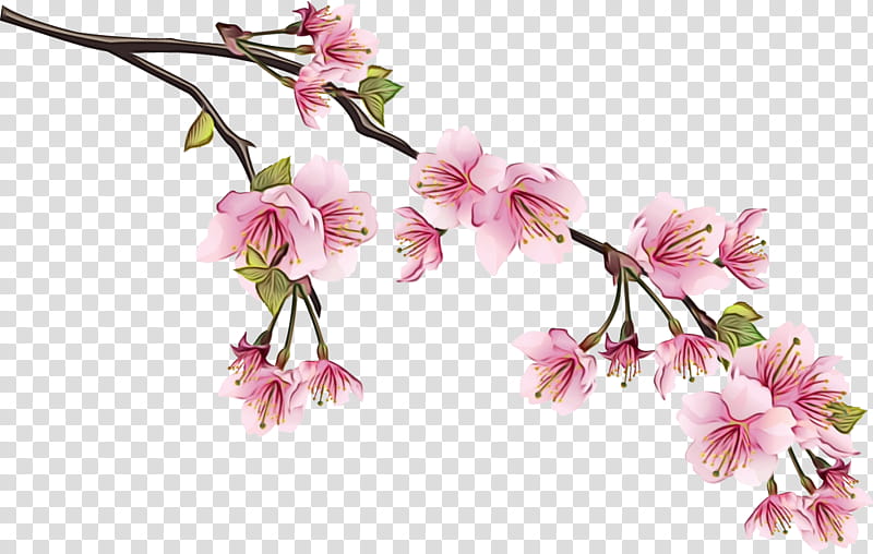 Cherry Blossom Flower, Drawing, Sakura Haruno, Plant, Pink, Petal, Cut Flowers, Spring transparent background PNG clipart