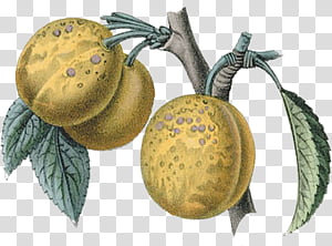 Fruits Secret Garden Library transparent background PNG clipart thumbnail