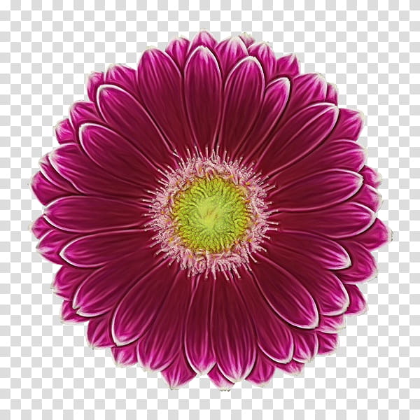 Flowers, Transvaal Daisy, Cut Flowers, Chrysanthemum, Petal, Page, Magenta, Petticoat transparent background PNG clipart