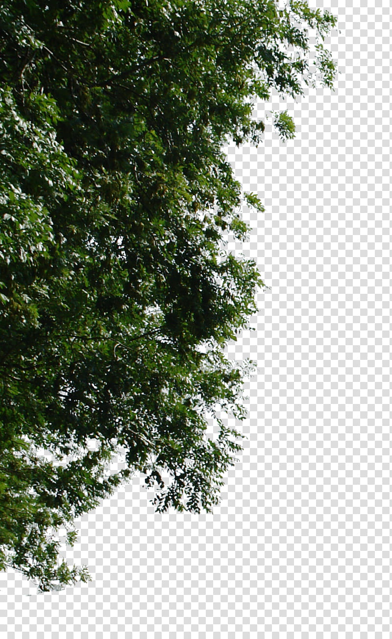 tree corner, green-leafed tree under blue sky transparent background PNG clipart