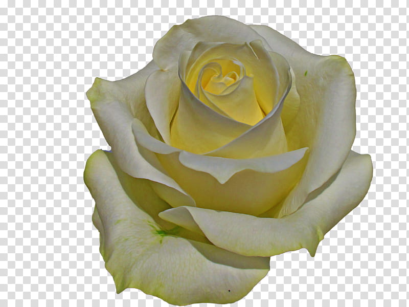 Garden roses, White, Flower, Yellow, Petal, Floribunda, Hybrid Tea Rose, Rose Family transparent background PNG clipart