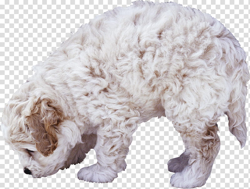 Cartoon Dog, Poodle, Animal, White, Animal Figure, Figurine, Labradoodle, Sporting Group transparent background PNG clipart