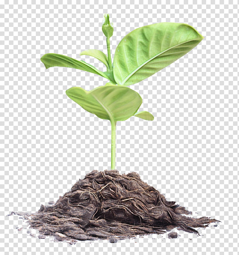 leaf plant flower flowerpot plant stem, Tree, Anthurium, Soil, Root transparent background PNG clipart