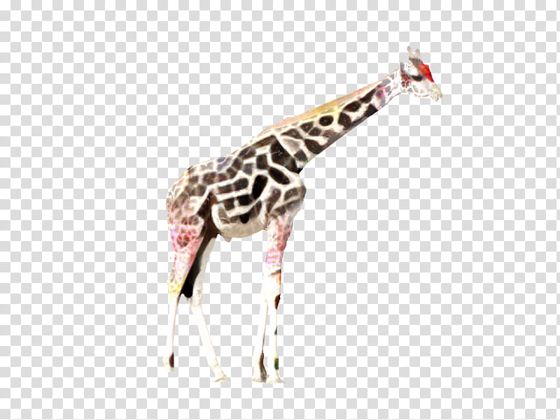Web Design, Giraffe, Animal, Giraffe Clip, Giraffidae, Wildlife, Neck, Fawn transparent background PNG clipart