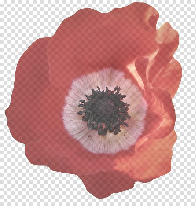 flower petal pink oriental poppy plant, Flowering Plant, Poppy Family, Anemone, Wildflower transparent background PNG clipart