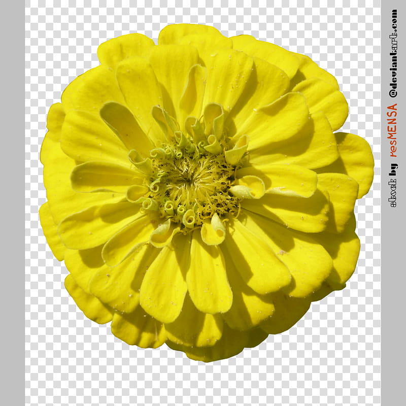 Zinnia mix , yellow flower in bloom transparent background PNG clipart