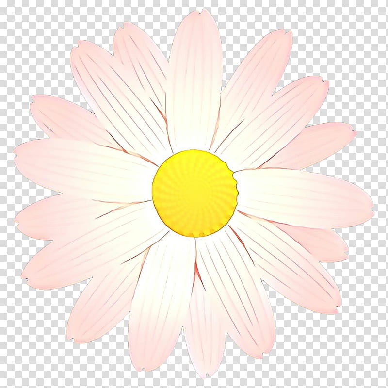 Daisy, Petal, Pink, Chamomile, Flower, Camomile, Yellow, Mayweed, Gerbera transparent background PNG clipart