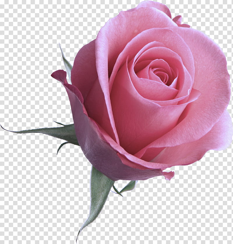 Garden roses, Flower, Pink, Petal, Hybrid Tea Rose, Rose Family, Plant, Cut Flowers transparent background PNG clipart