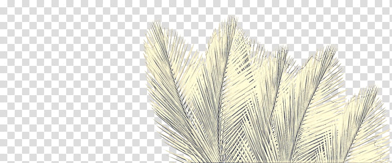 Grass, Emmer, Feather, White Pine, Grass Family, Plant, Quill, Natural Material transparent background PNG clipart