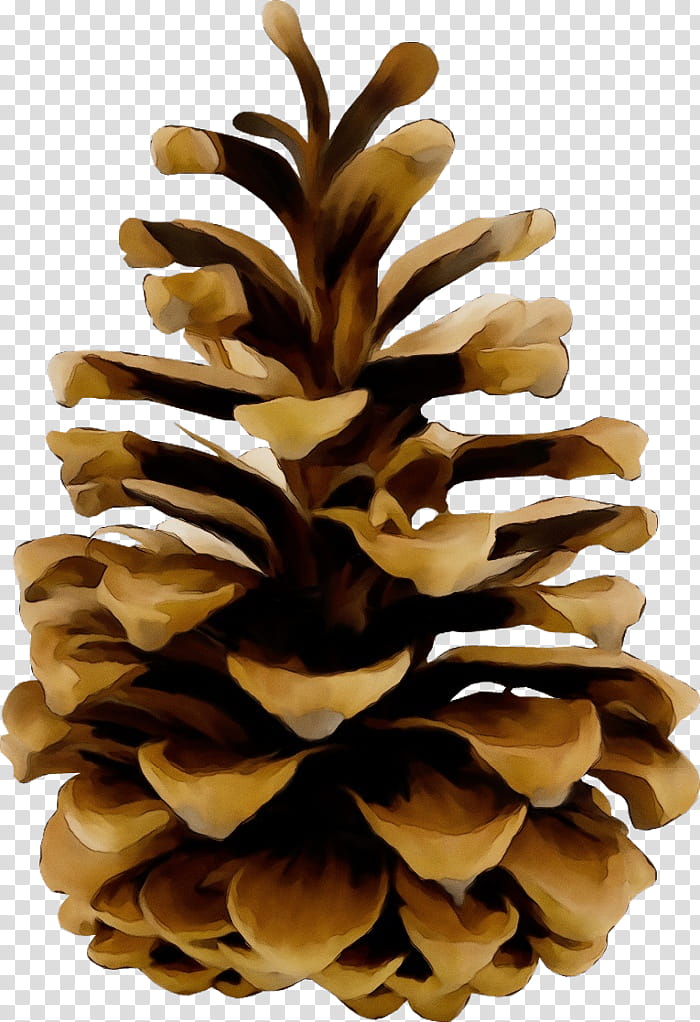 sugar pine white pine oregon pine red pine pine, Watercolor, Paint, Wet Ink, Conifer Cone, Lodgepole Pine, Tree, Plant transparent background PNG clipart