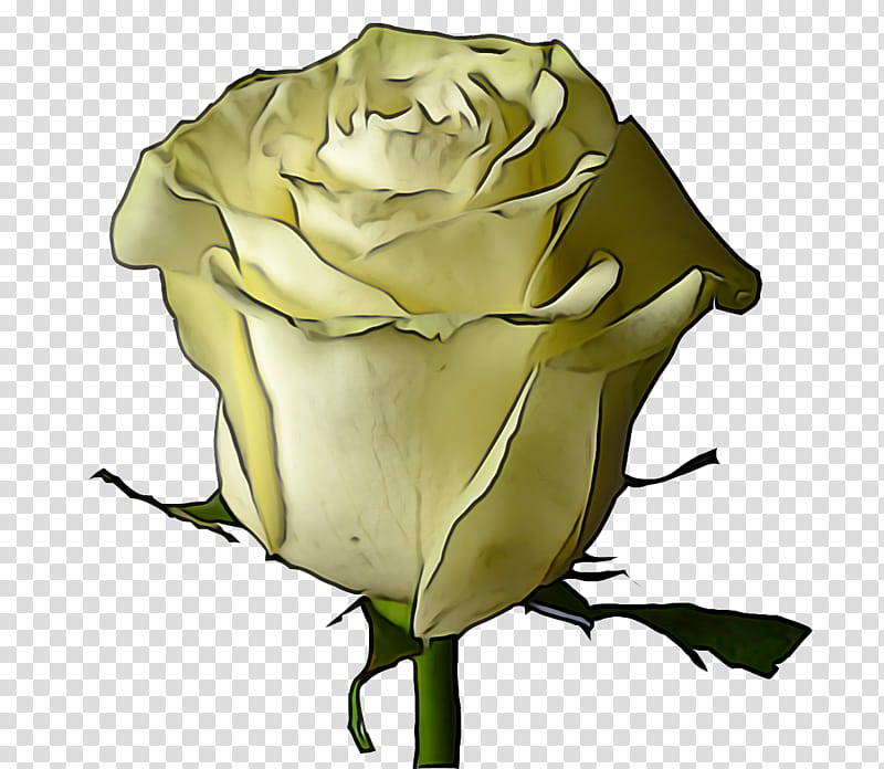 Garden roses, Yellow, Flower, Hybrid Tea Rose, Rose Family, Plant, Petal, Floribunda transparent background PNG clipart