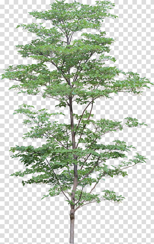 Family Tree Design, Oak, Fall Tree, Pin Oak Tree, Landscape, Landscape Architecture, Web Design, Plant transparent background PNG clipart