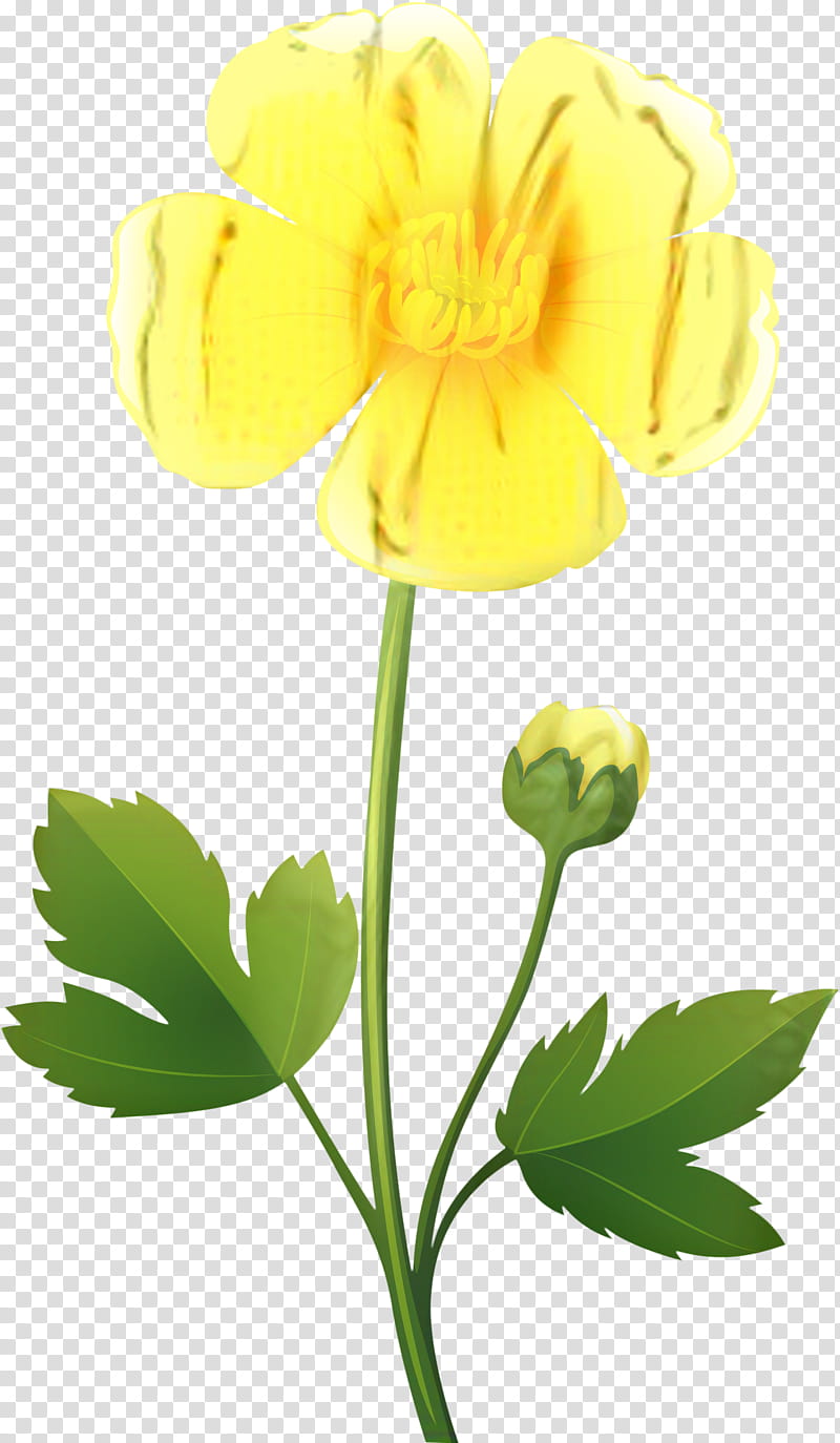 Flower Stem, Persian Buttercup, Meadow Buttercup, Drawing, Petal, Buttercups, Yellow, Plant transparent background PNG clipart